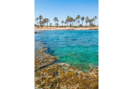 Obra Nueva - Apartamento - Torrevieja